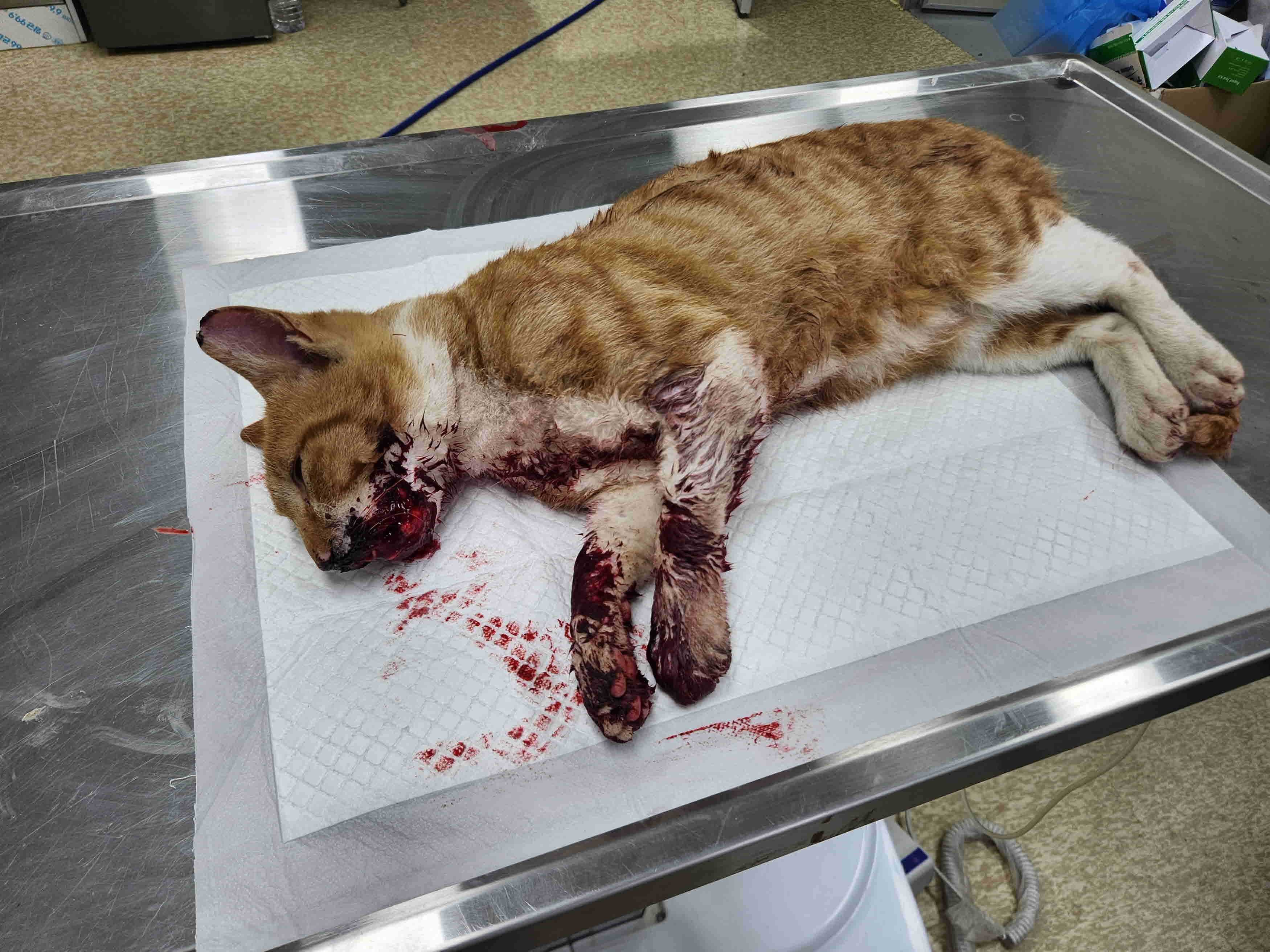 남양주시동물보호센터_441399202301419